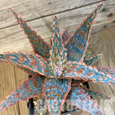 SH7227 Aloe TCT hybrid