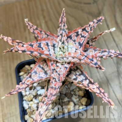 SH24890 Aloe TCT hybrid
