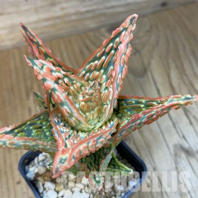 SH11400 Aloe TCT hybrid