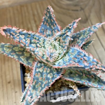 SH12452 Aloe TCT hybrid