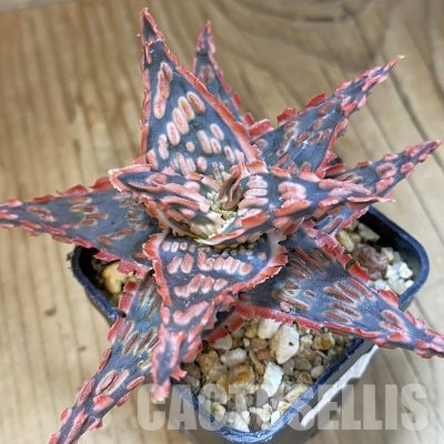 SH14252 Aloe TCT hybrid