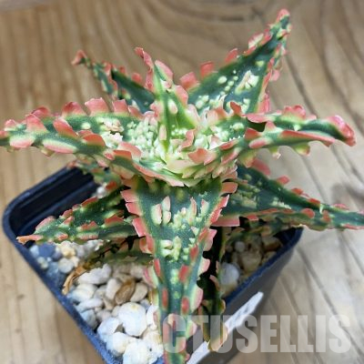 SH23144 Aloe TCT hybrid