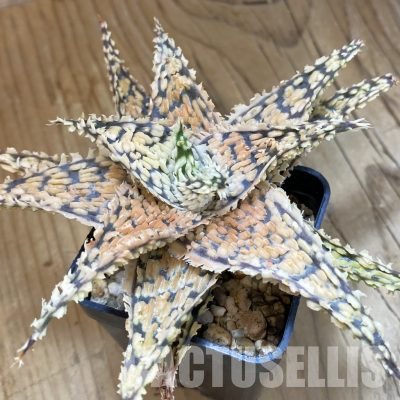 SH4502 Aloe TCT hybrid