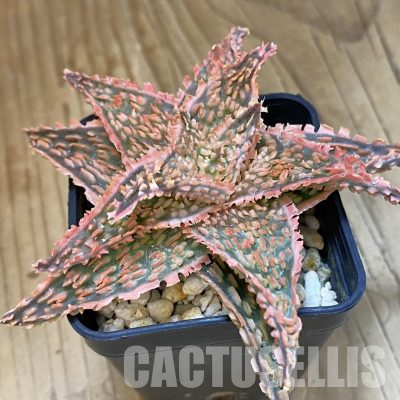 SH13270 Aloe TCT hybrid