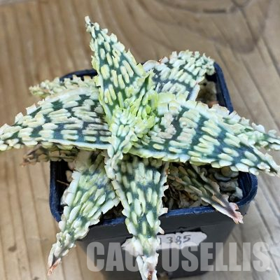 SH11385 Aloe TCT hybrid