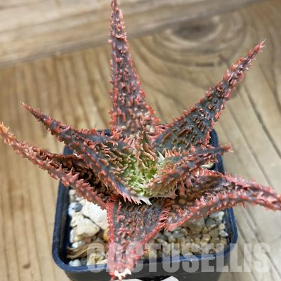 SH16566 Aloe TCT hybrid