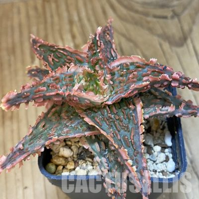 SH15599 Aloe TCT hybrid