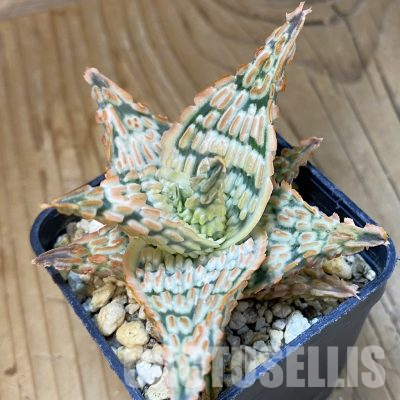 SH16554 Aloe TCT hybrid