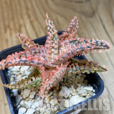 SH25448 Aloe TCT hybrid