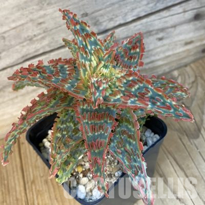 SH1679 Aloe TCT hybrid