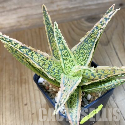 SH5329 Aloe TCT hybrid