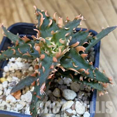 SH29136 Aloe TCT hybrid
