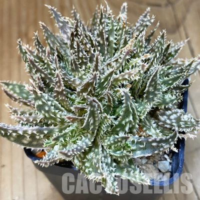 SH28216 Aloe hybrid f. cristata