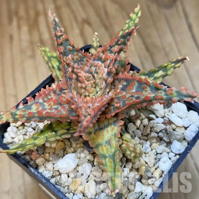 SH22184 Aloe TCT hybrid