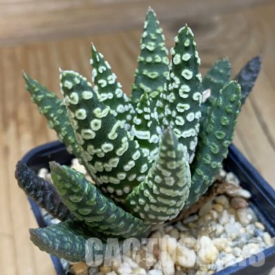 SH14409 Haworthia pumila 'Donut'