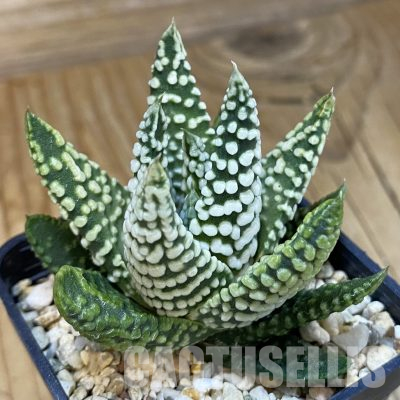 SH11100 Haworthia pumila 'Donut'
