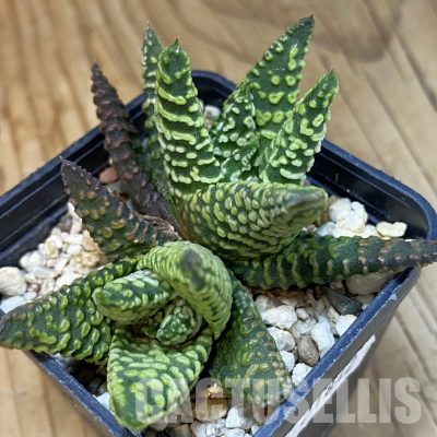 SH21842 Haworthia pumila ‘Donut’