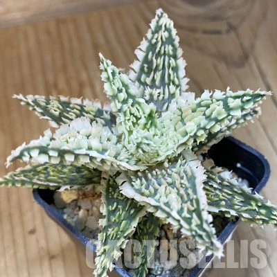 SH23126 Aloe TCT hybrid