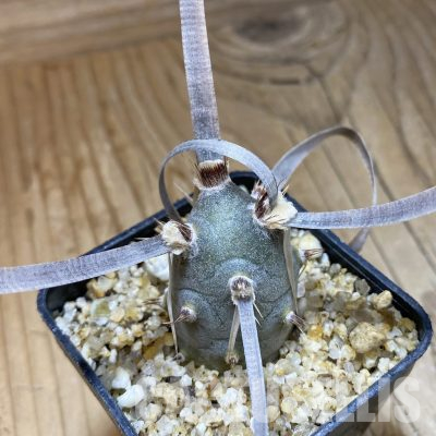 SH35634 Tephrocactus articulatus v. papyracanthus