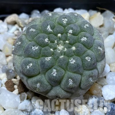 SH35638 Thelocephala napina PV 2050