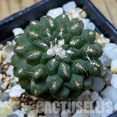 SH35639 Eriosyce recondita v. vexata