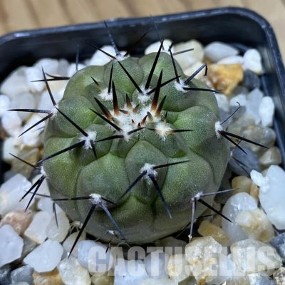 SH35642 Copiapoa cinerea