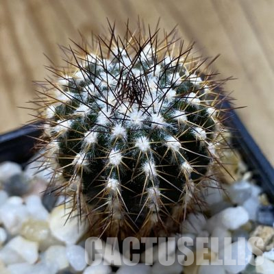 SH35643 Uebelmannia pectinifera, seedling