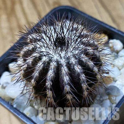 SH35644 Uebelmannia pectinifera, seedling