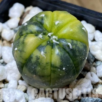 SH35645 Astrophytum asterias ‘Red Purple Skin’ f. variegata