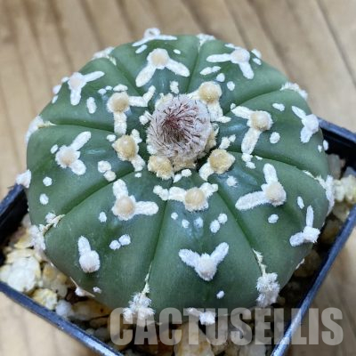 SH35646 Astrophytum asterias ‘Super Kabuto’ V-type f. nudum