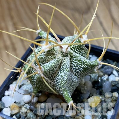 SH35648 Astrophytum ornatum -Rio Bagres-