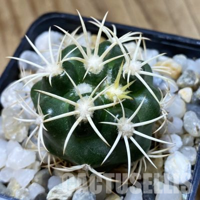 SH35649 Discocactus zehntneri ssp. alagoinhensis, own roots