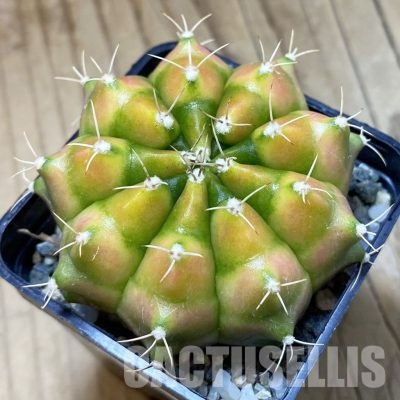 SH35650 Gymnocalycium mihanovichii ‘Neon’ hybrid
