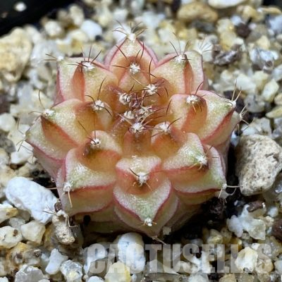 SH35652 Gymnocalycium mihanovichii ‘Neon’ hybrid