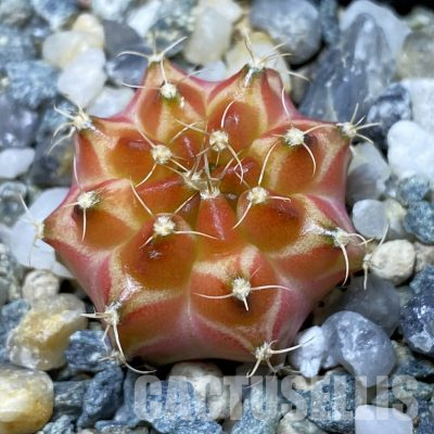 SH35653 Gymnocalycium mihanovichii ‘Neon’ hybrid
