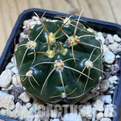 SH35659 Gymnocalycium uruguayense VG 439