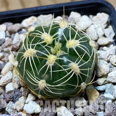 SH35660 Gymnocalycium volskyi ssp. angulatum VG 1427