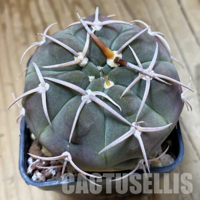 SH35665 Gymnocalycium bayrianum