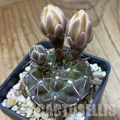 SH35666 Gymnocalycium obductum