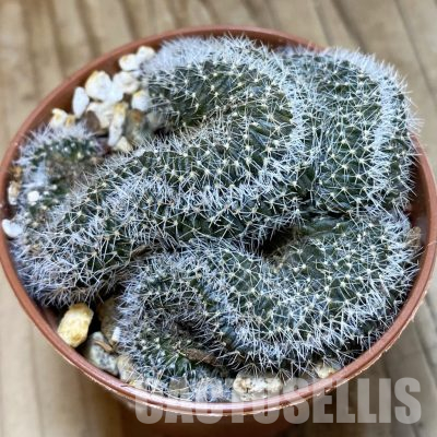 SH35607 Lobivia densispina f. cristata