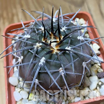 SH35667 Gymnocalycium spegazzinii TOM 80/1