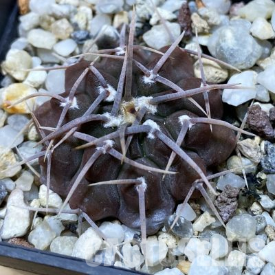 SH35668 Gymnocalycium vatteri