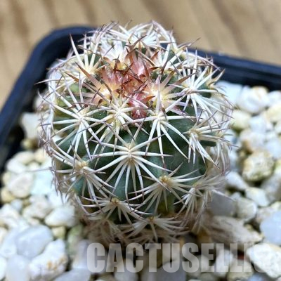 SH35669 Coryphantha werdermannii SB 575