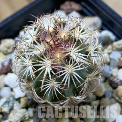 SH35670 Coryphantha werdermannii SB 575
