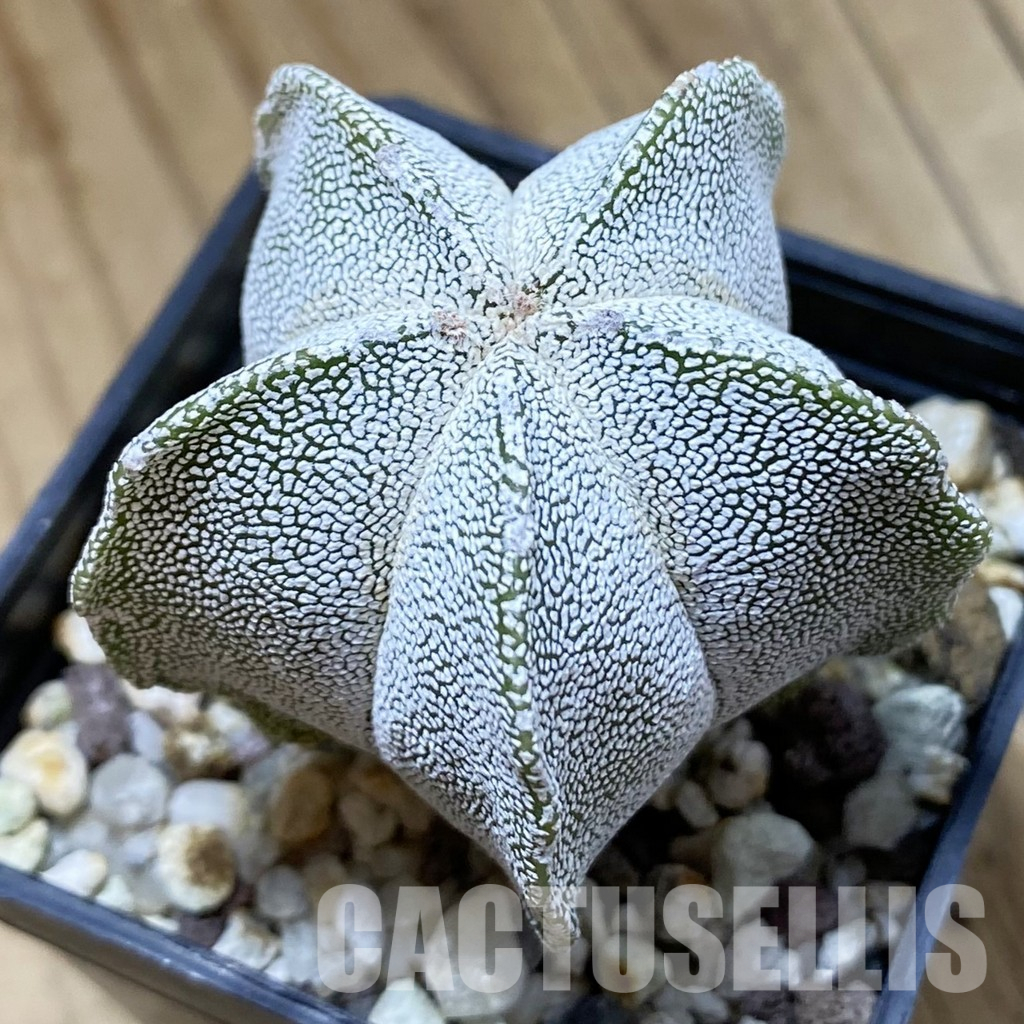 SH35671 Astrophytum myriostigma ‘Onzuka’