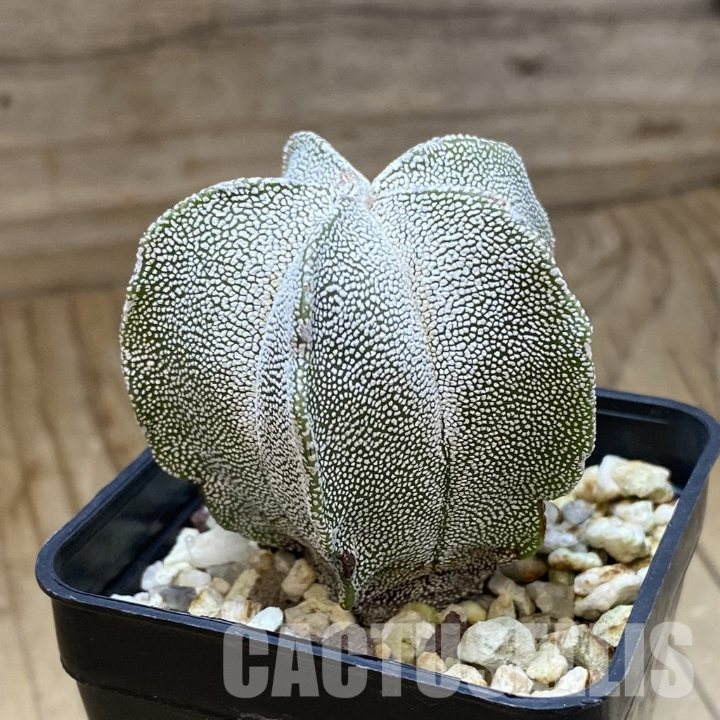 SH35671 Astrophytum myriostigma ‘Onzuka’ - Image 2