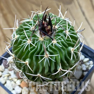 SH35672 Echinofossulocactus sp. CB 011075