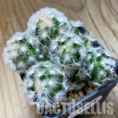 SH35673 Mammillaria carmenae hybrid