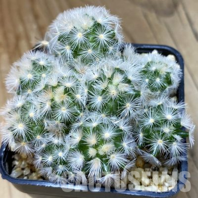 SH35674 Mammillaria carmenae hybrid