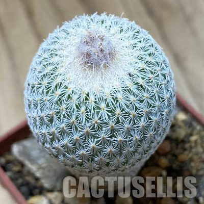 SH35675 Epithelantha micromeris SB 1327
